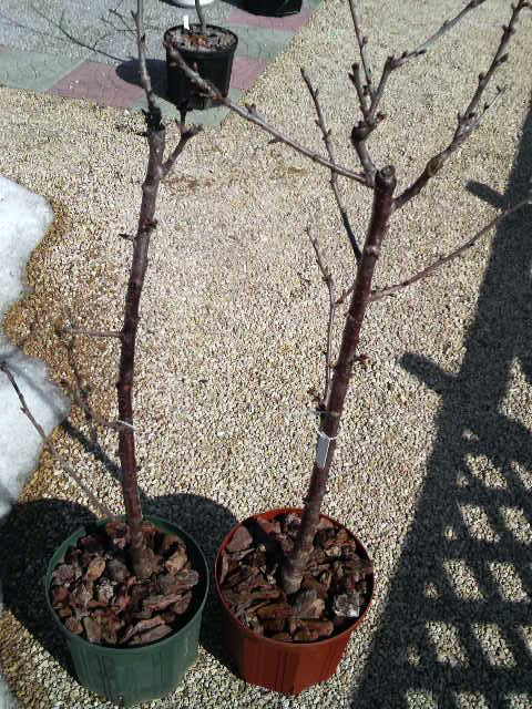 20090403-01 佐藤錦(左)と紅さやか(右)