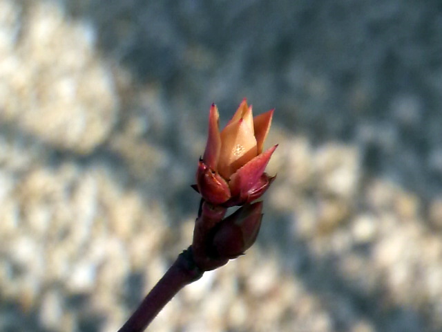 パトリオットの花芽