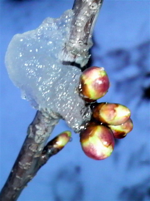 凍てつく花芽