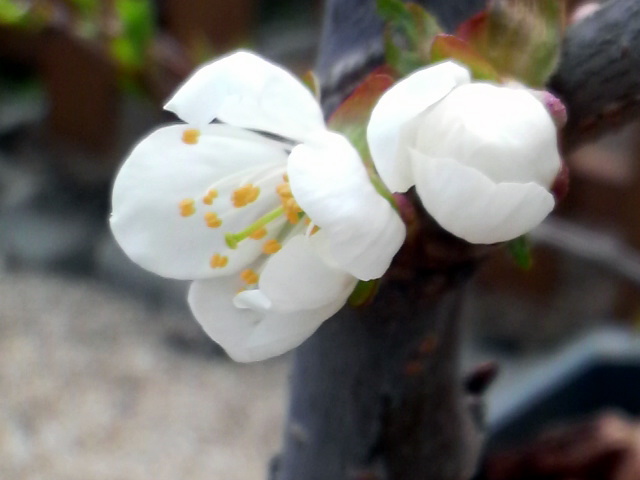 20090505-03 紅秀峰