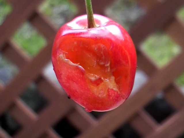 紅さやか 鳥害